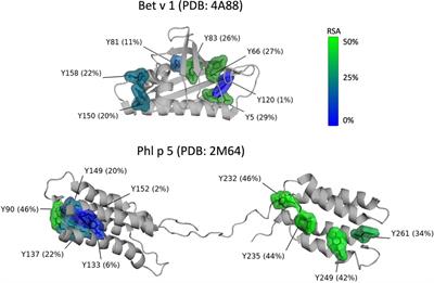 Oligomerization and tyrosine nitration enhance the allergenic potential of the birch and grass pollen allergens Bet v 1 and Phl p 5